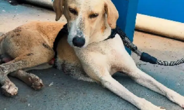 Cão que esperou tutor morto por um mês em hospital de Porto Velho é resgatado