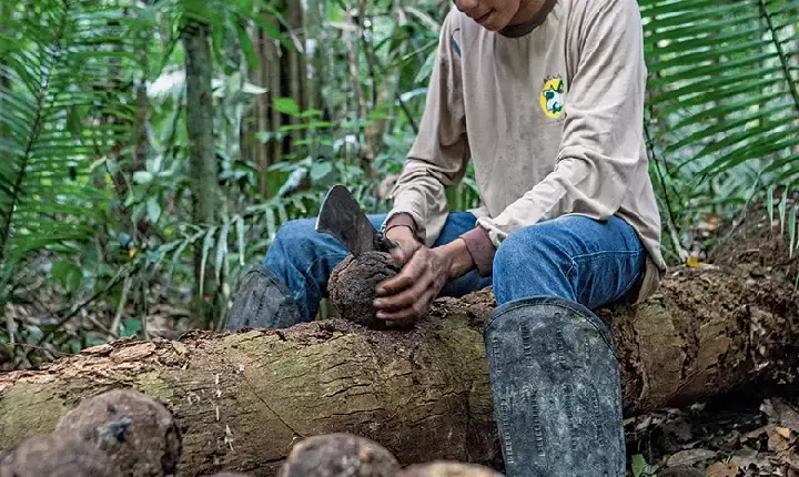 Como a floresta em pé virou fonte de renda para produtores em Rondônia