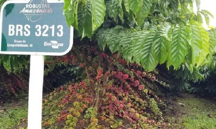 De Rondônia para o mundo: conheça a cooperativa que ajudou a transformar o robusta amazônico em café premiado