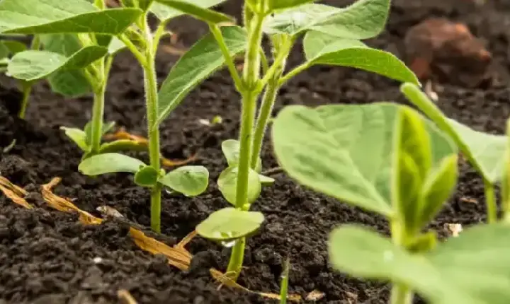 Durante 90 dias, fica proibido plantar ou até mesmo manter viva qualquer planta de soja em RO