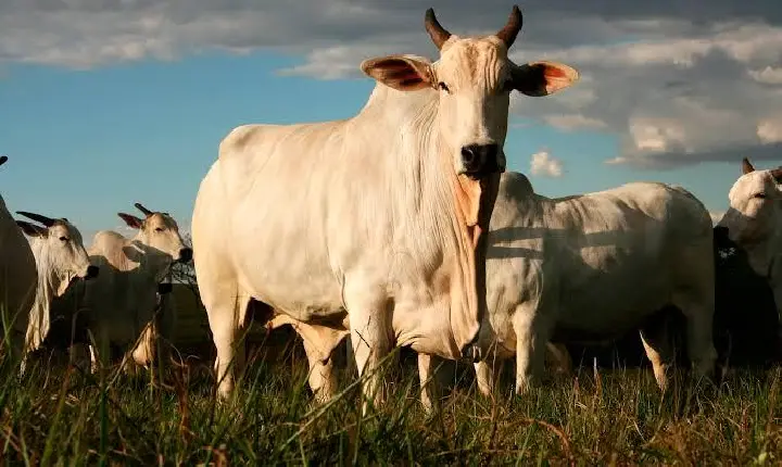 Gado vendido sem nota e fazenda de fachada: esquema de R$ 30 milhões é alvo de operação em MT e RO