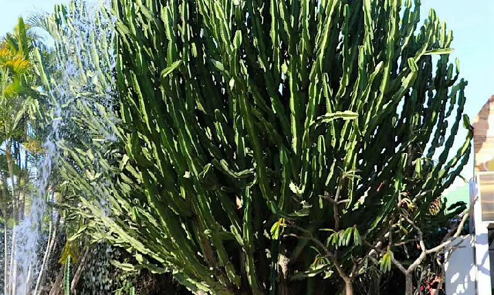 Influenciadora vai parar no hospital após líquido de planta atingir os olhos em RO: 'Parecia soda cáustica'