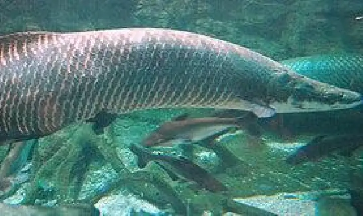 Mais de 18 toneladas de pirarucu invasor são retiradas de reserva em Costa Marques, RO