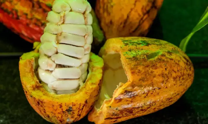 Rondônia tem seis produtores entre os 20 finalistas do Concurso Nacional de Cacau; veja quem são