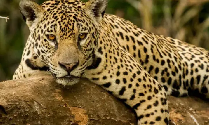 VÍDEO: Onça-pintada é flagrada às margens do Rio Guaporé entre Rondônia e Mato Grosso