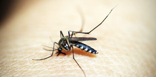 Brasil ultrapassa 3 milhões de casos prováveis de dengue