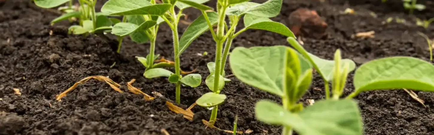 Durante 90 dias, fica proibido plantar ou até mesmo manter viva qualquer planta de soja em RO