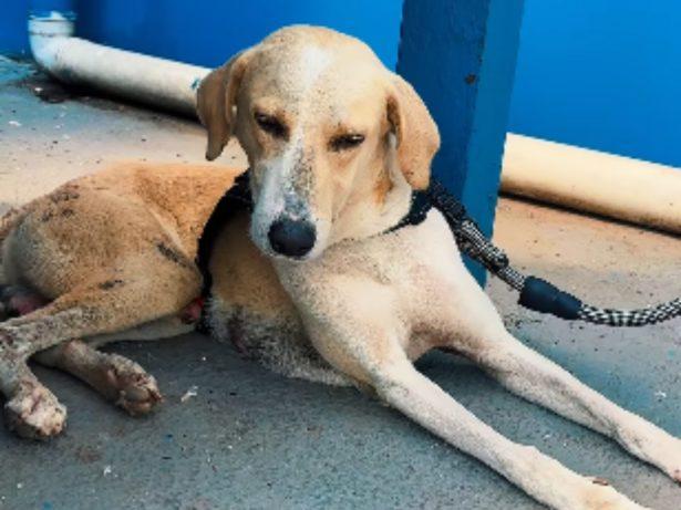Cão que esperou tutor morto por um mês em hospital de Porto Velho é resgatado