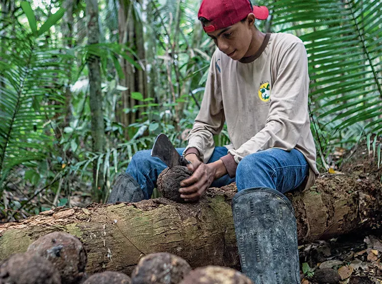 Como a floresta em pé virou fonte de renda para produtores em Rondônia