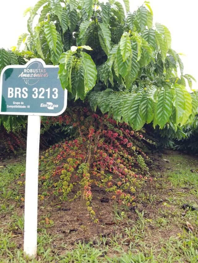 De Rondônia para o mundo: conheça a cooperativa que ajudou a transformar o robusta amazônico em café premiado