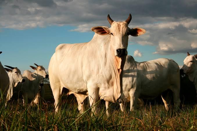 Gado vendido sem nota e fazenda de fachada: esquema de R$ 30 milhões é alvo de operação em MT e RO