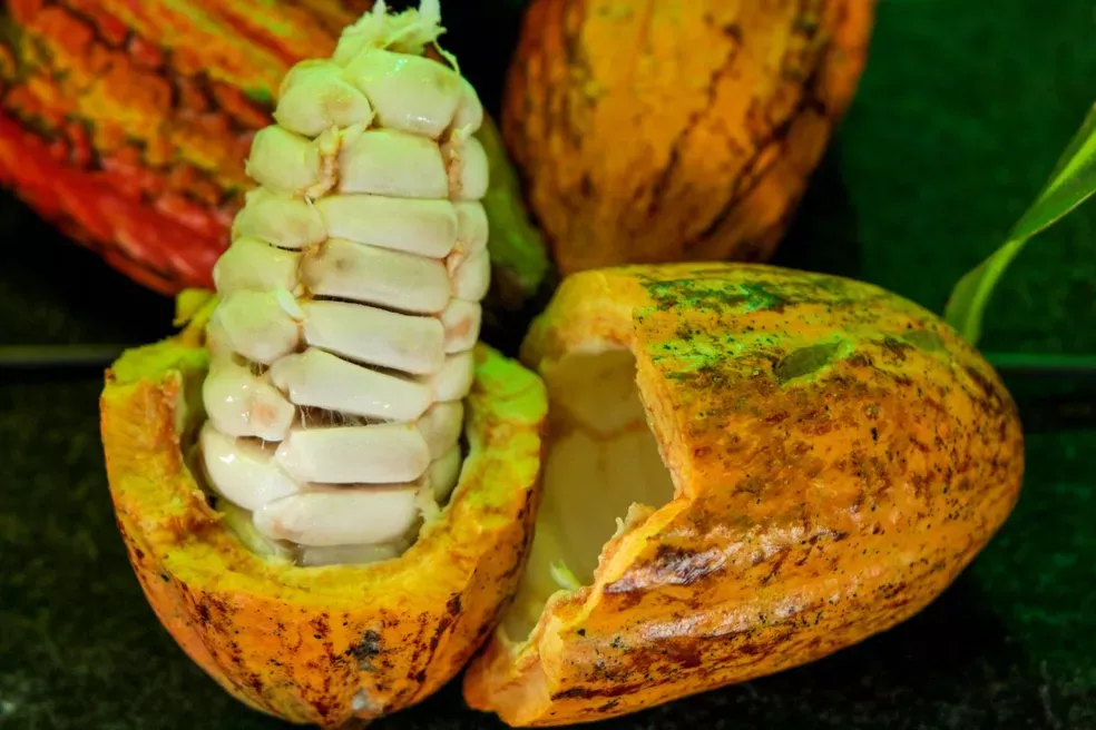 Rondônia tem seis produtores entre os 20 finalistas do Concurso Nacional de Cacau; veja quem são